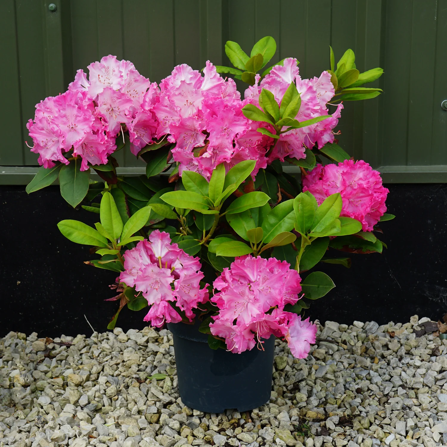 Rhododendron 'Germania' Shrub - Image 2