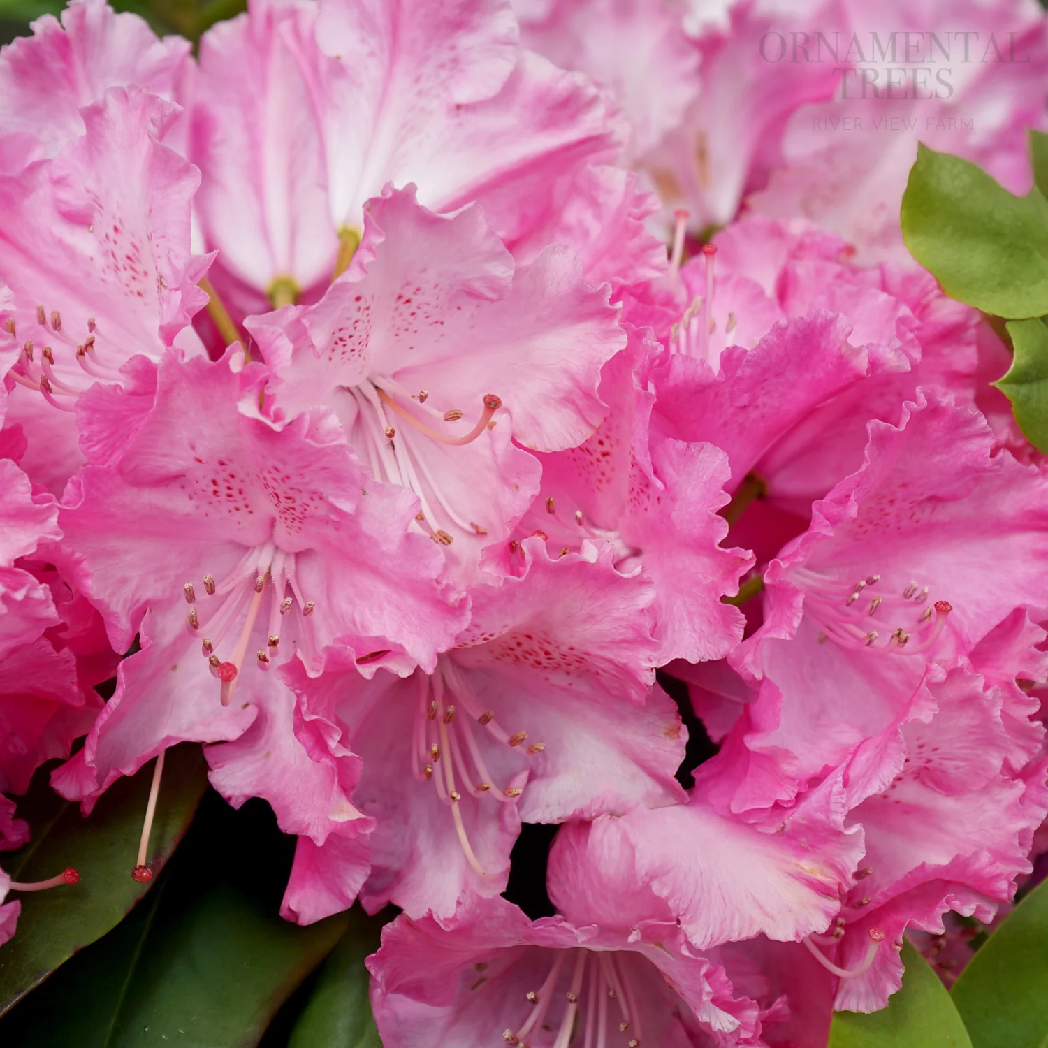 Rhododendron 'Germania' Shrub - Image 3
