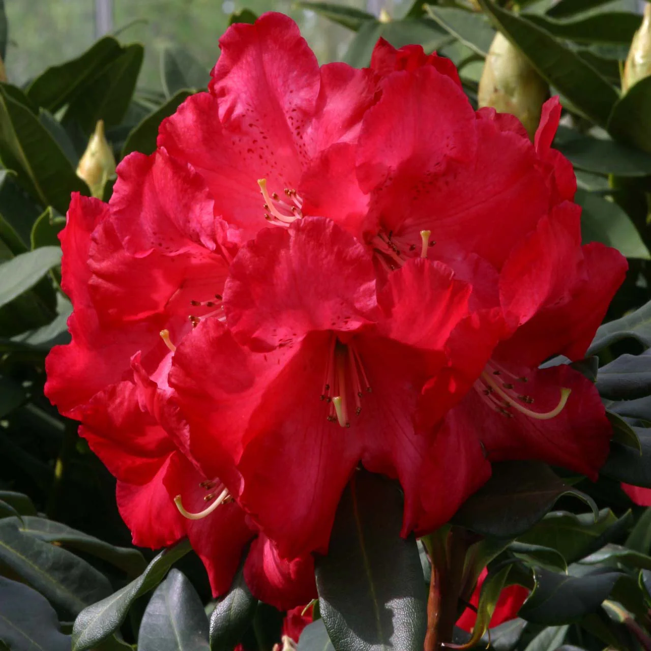 Rhododendron 'Halfdan Lem' Shrub