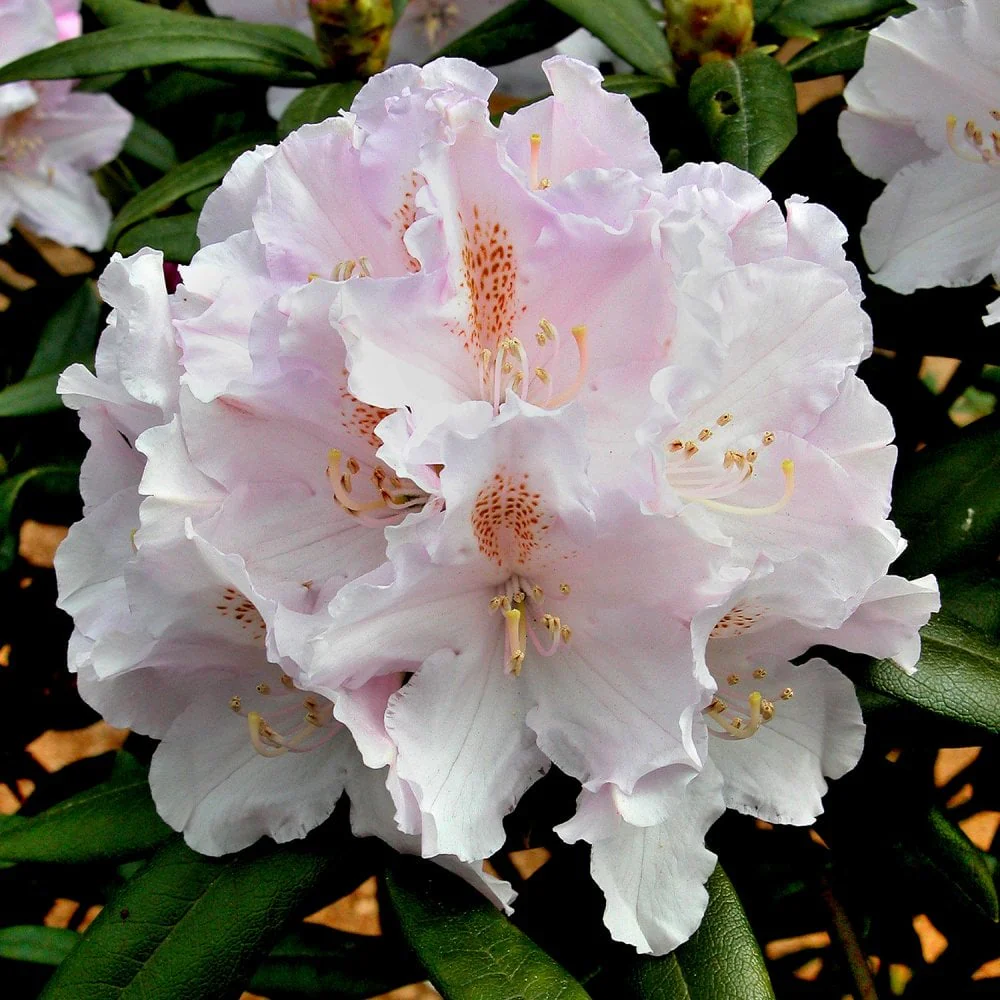 Rhododendron 'Hoppy' Shrub