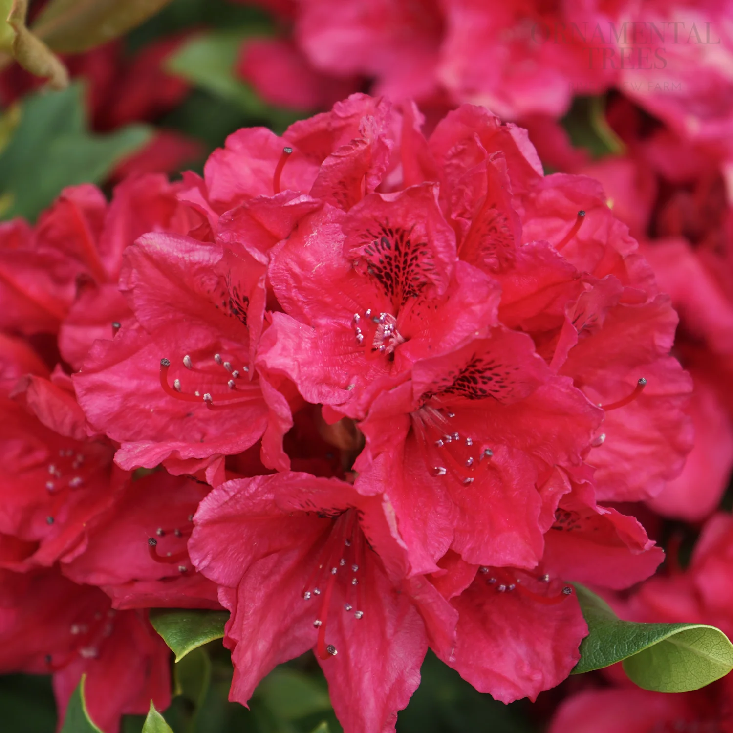 Rhododendron 'Lord Roberts' Shrub