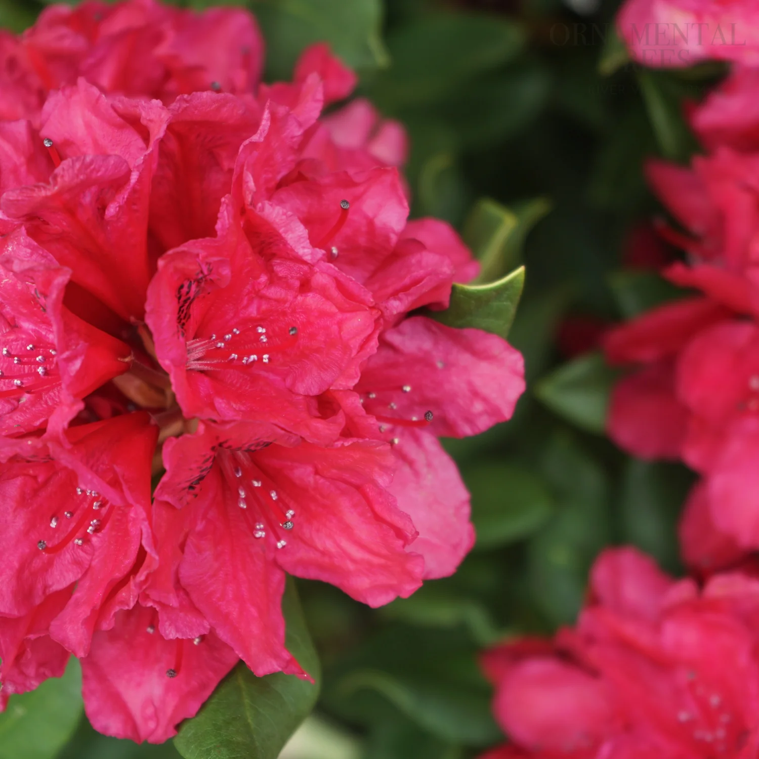 Rhododendron 'Lord Roberts' Shrub - Image 2