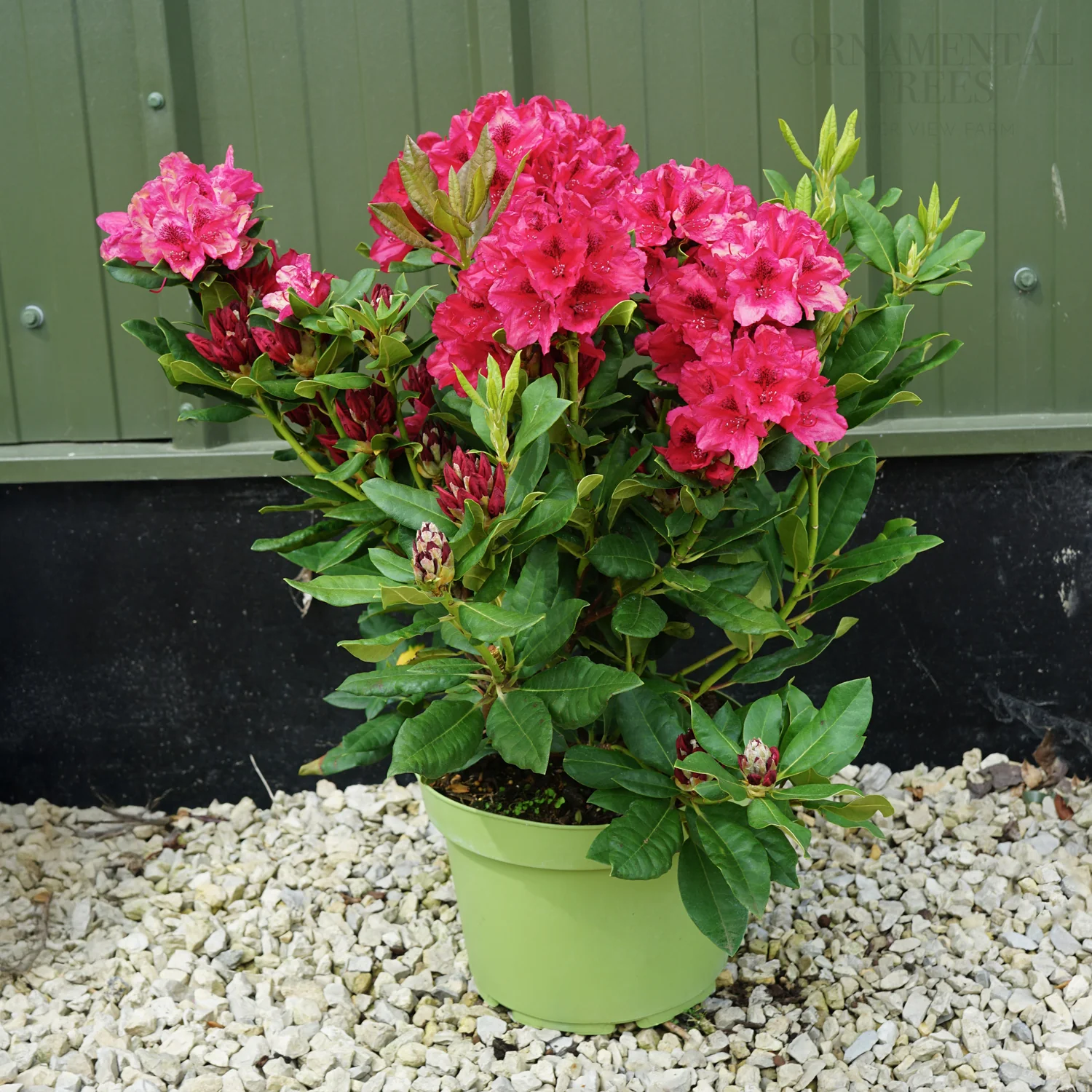 Rhododendron 'Lord Roberts' Shrub - Image 3