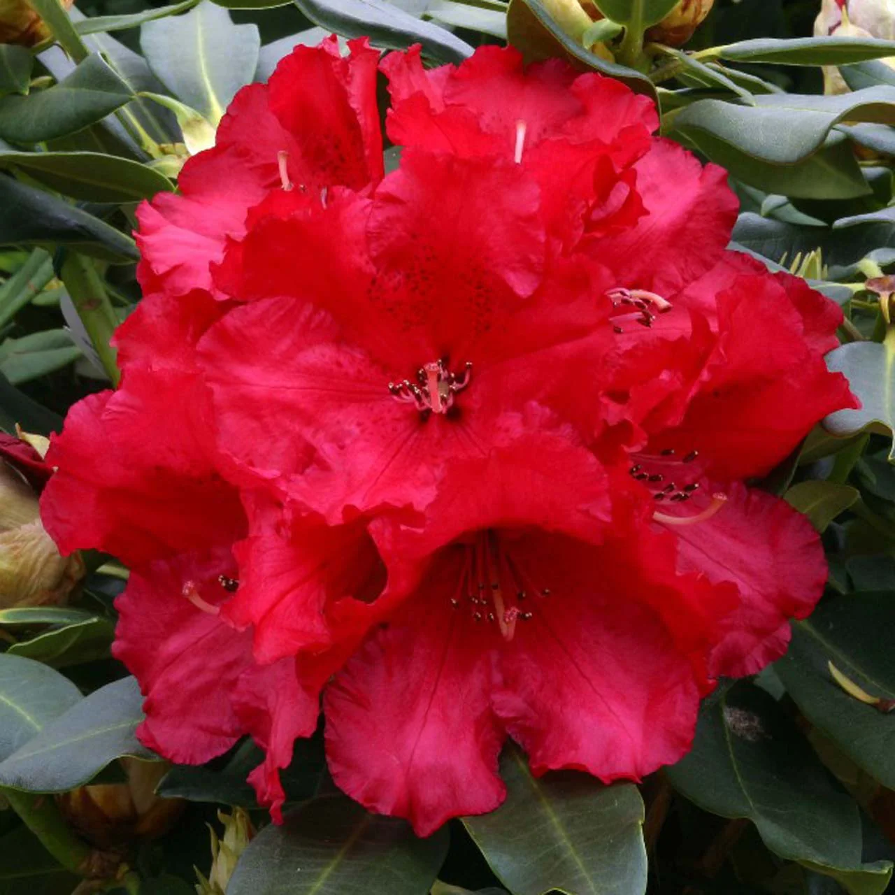 Rhododendron Markeetas Prize Shrub