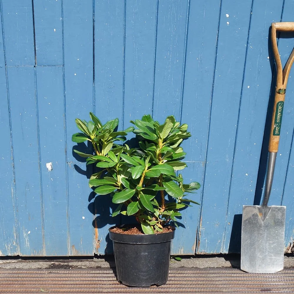 Rhododendron 'Nova Zembla' Shrub - Image 3