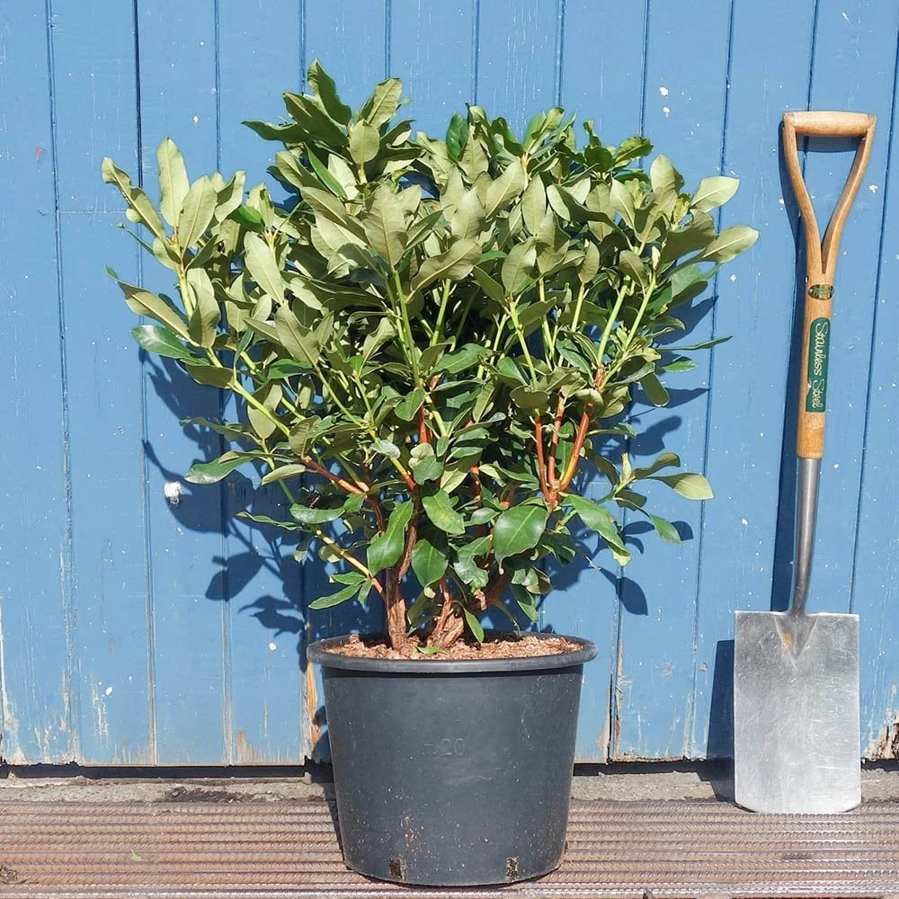 Rhododendron 'Nova Zembla' Shrub - Image 4
