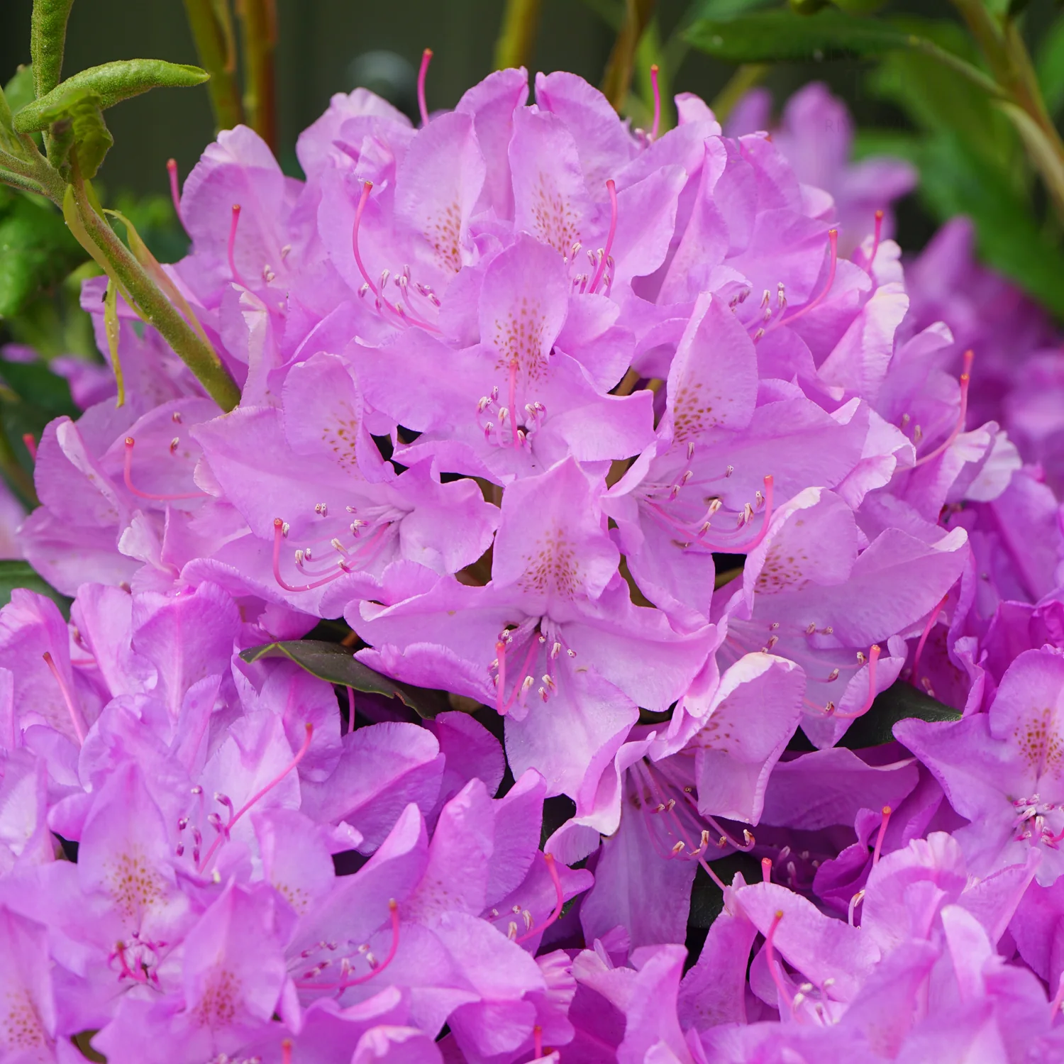 Rhododendron 'Roseum Elegans' Shrub