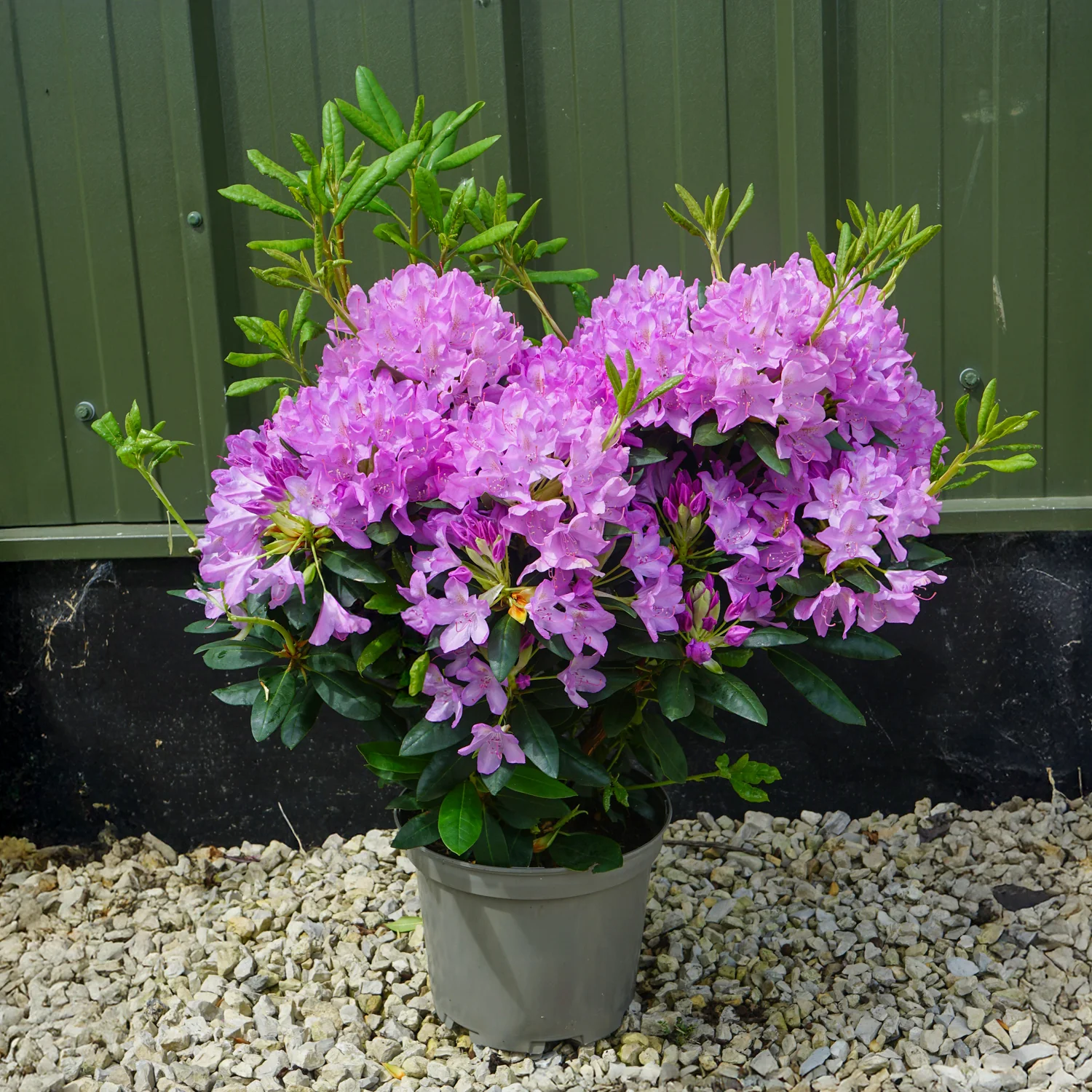 Rhododendron 'Roseum Elegans' Shrub - Image 2