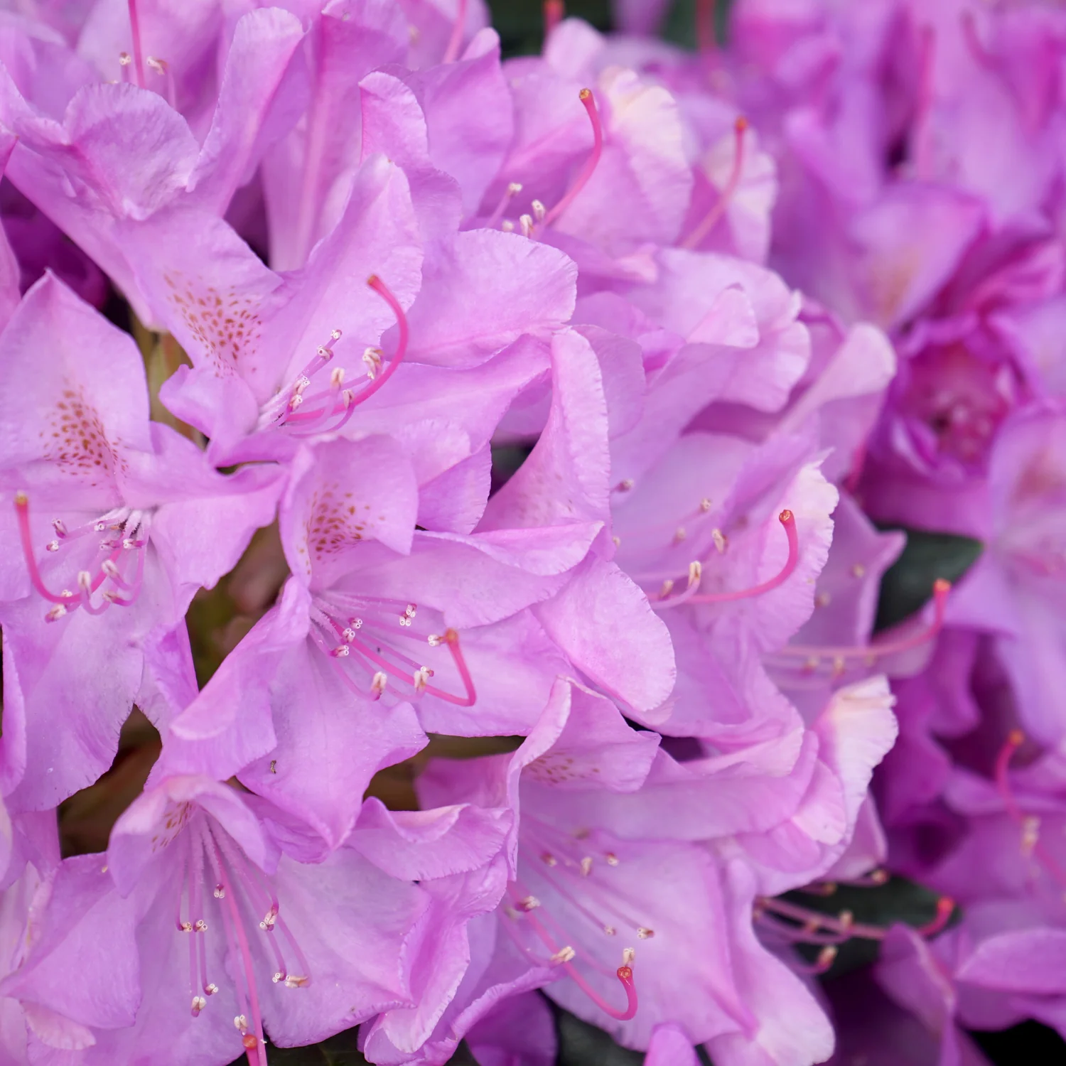 Rhododendron 'Roseum Elegans' Shrub - Image 3