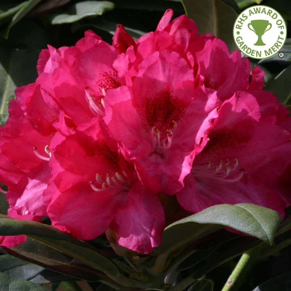 Rhododendron 'Sneezy Shrub'