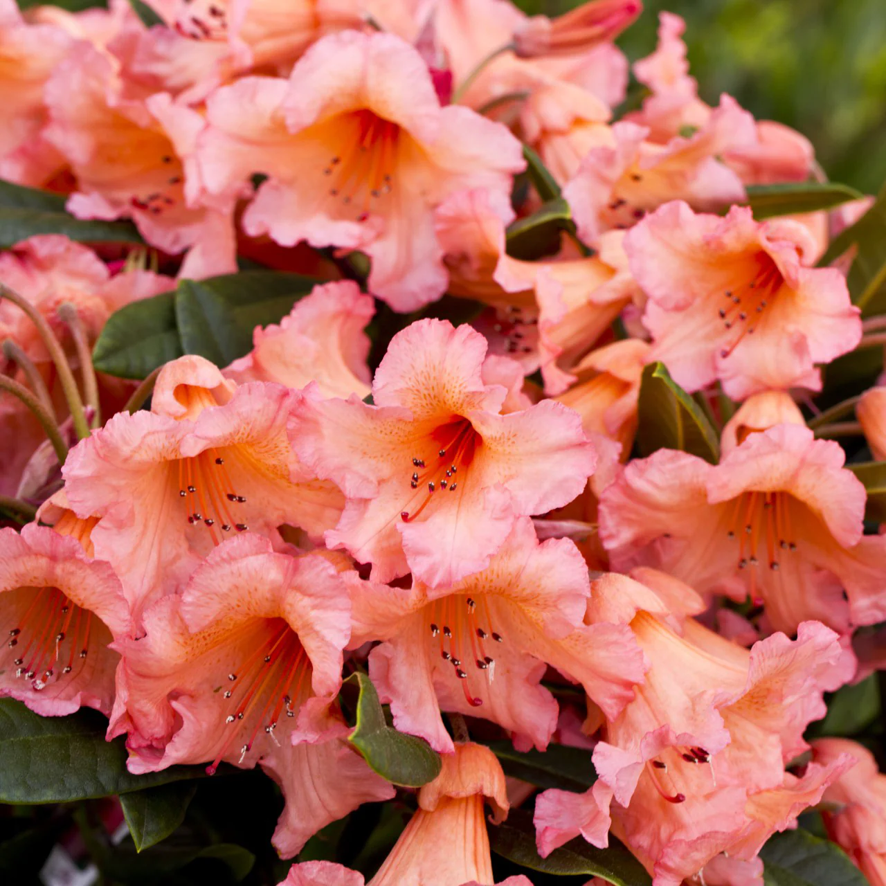 Rhododendron 'Tortoiseshell Orange' Shrub