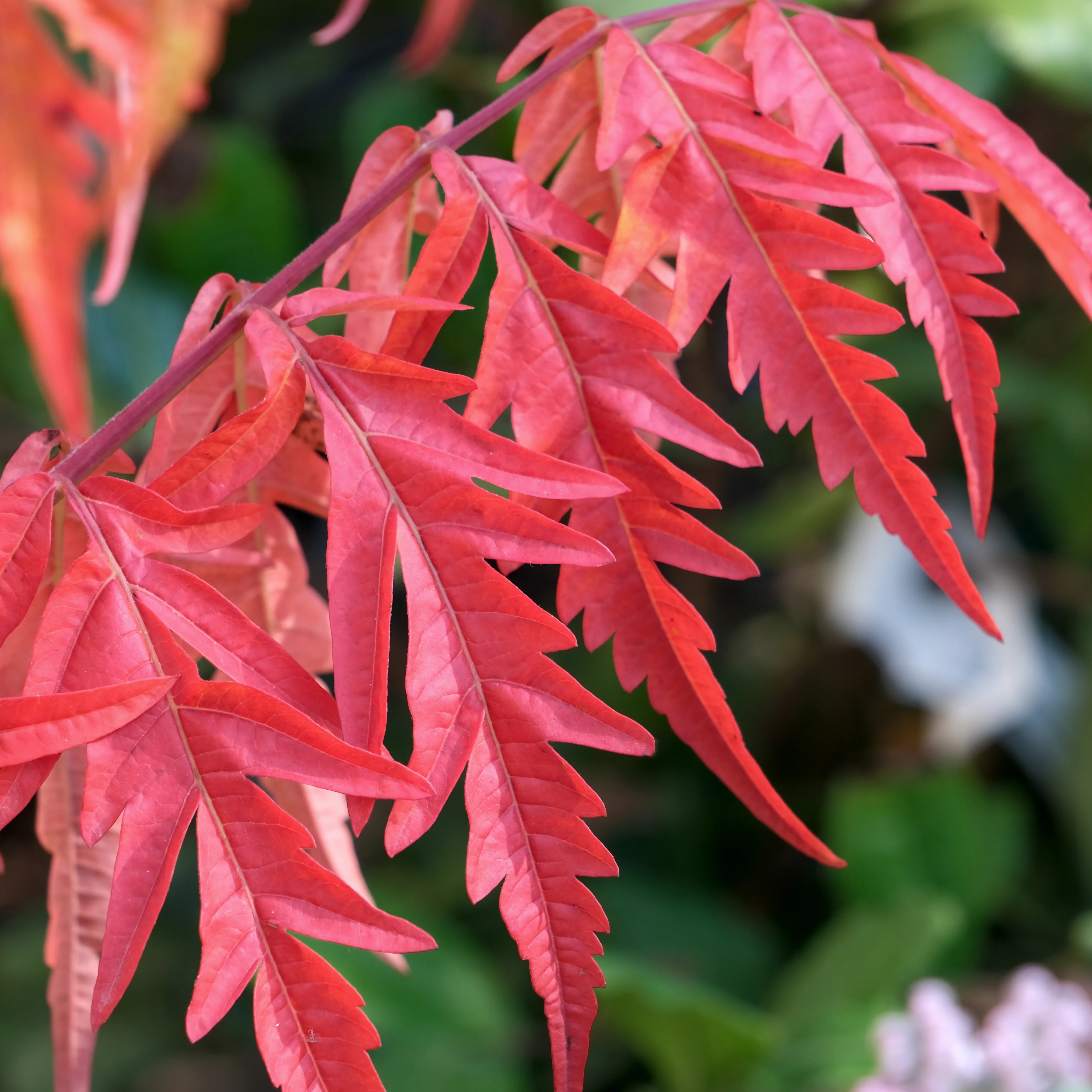 Rhus glabra 'Laciniata'