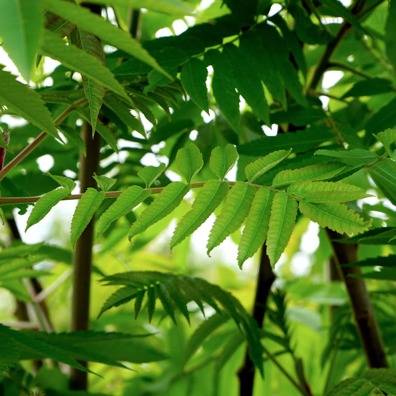 Rhus Typhina