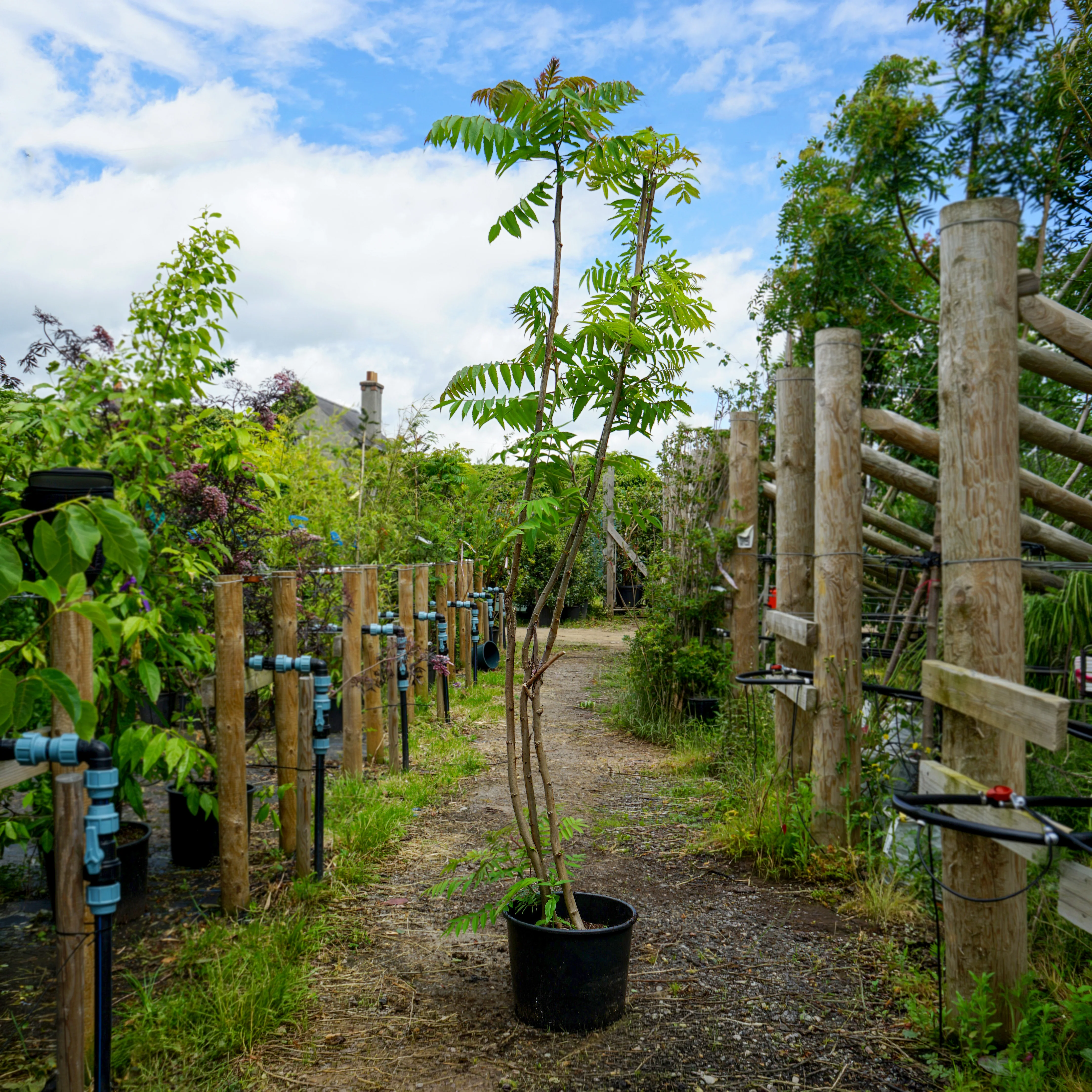 Rhus Typhina - Image 2