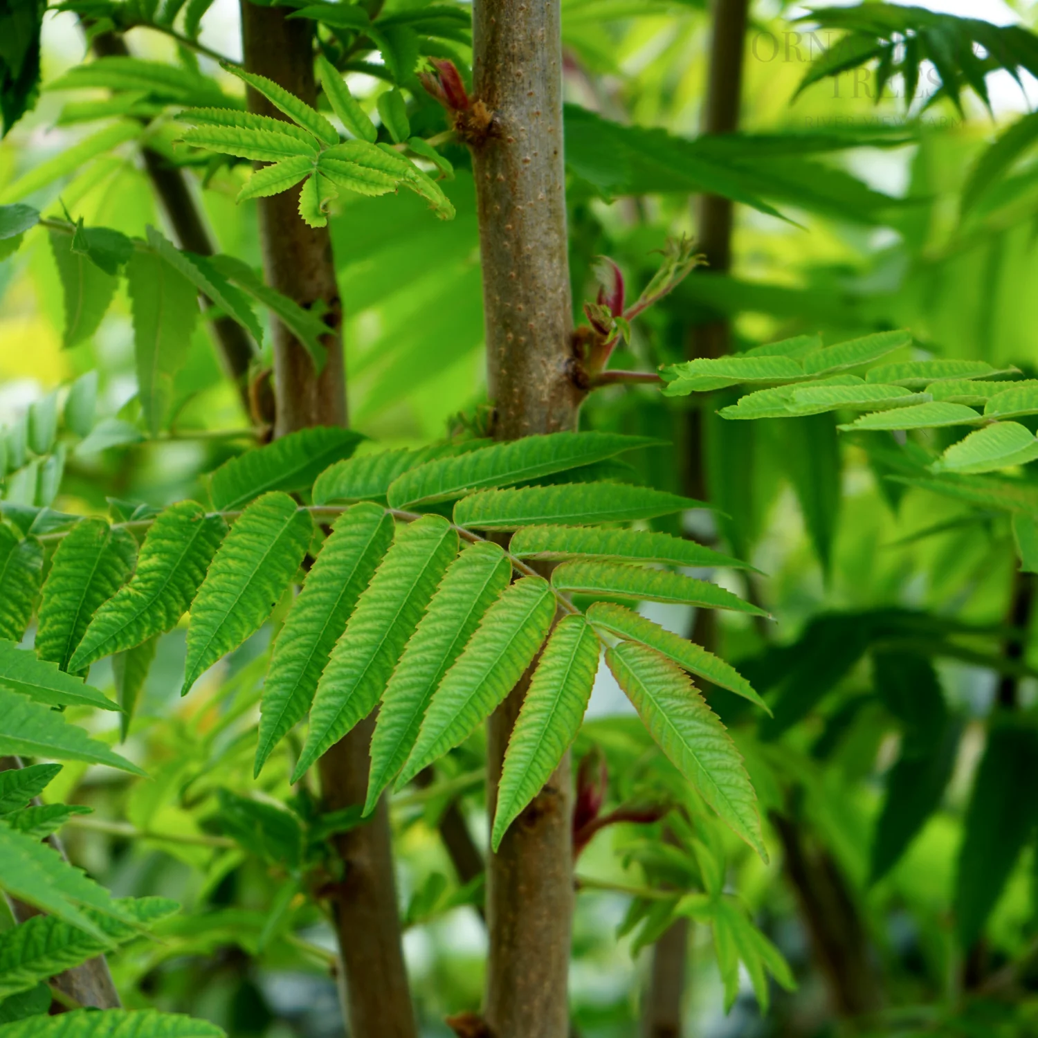 Rhus Typhina - Image 3