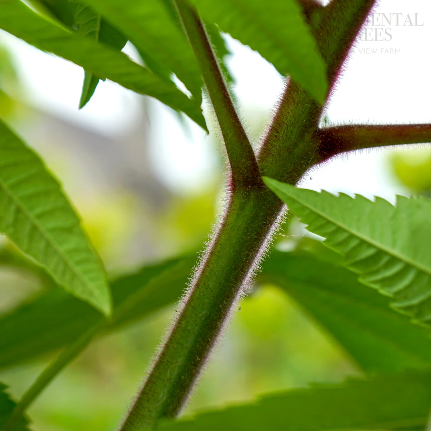 Rhus Typhina - Image 4
