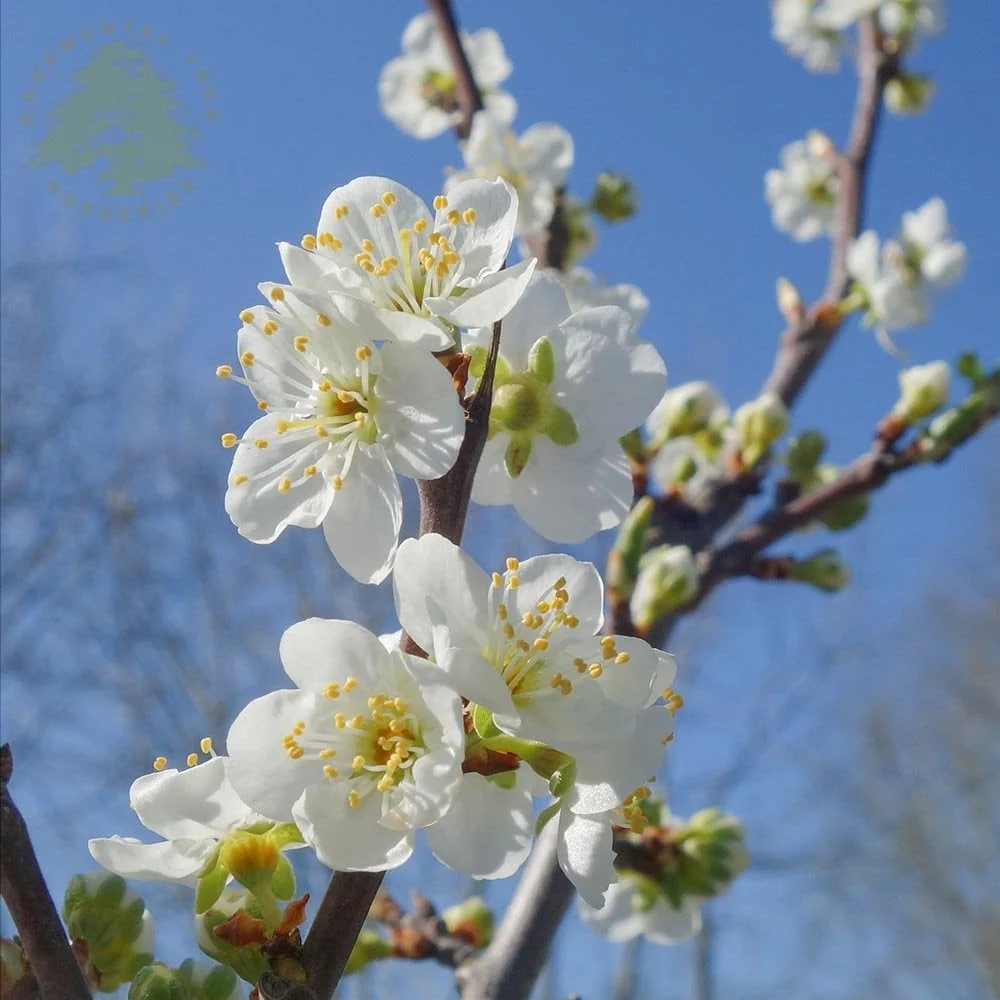 Rivers Early Prolific Plum Tree - Image 2