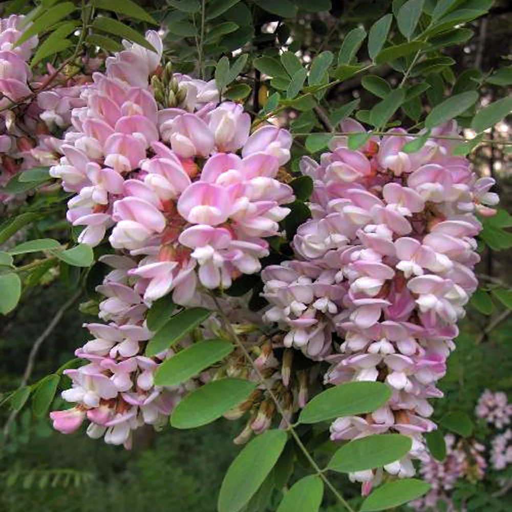 Robinia pseudoacacia Hillieri Tree