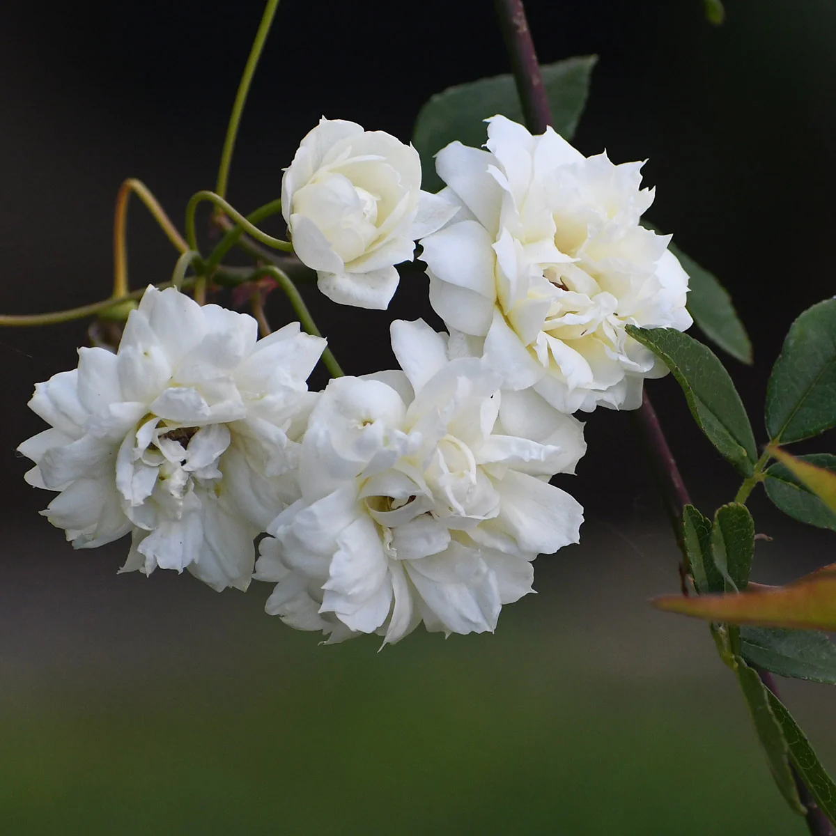 Rose Banksiae Alba