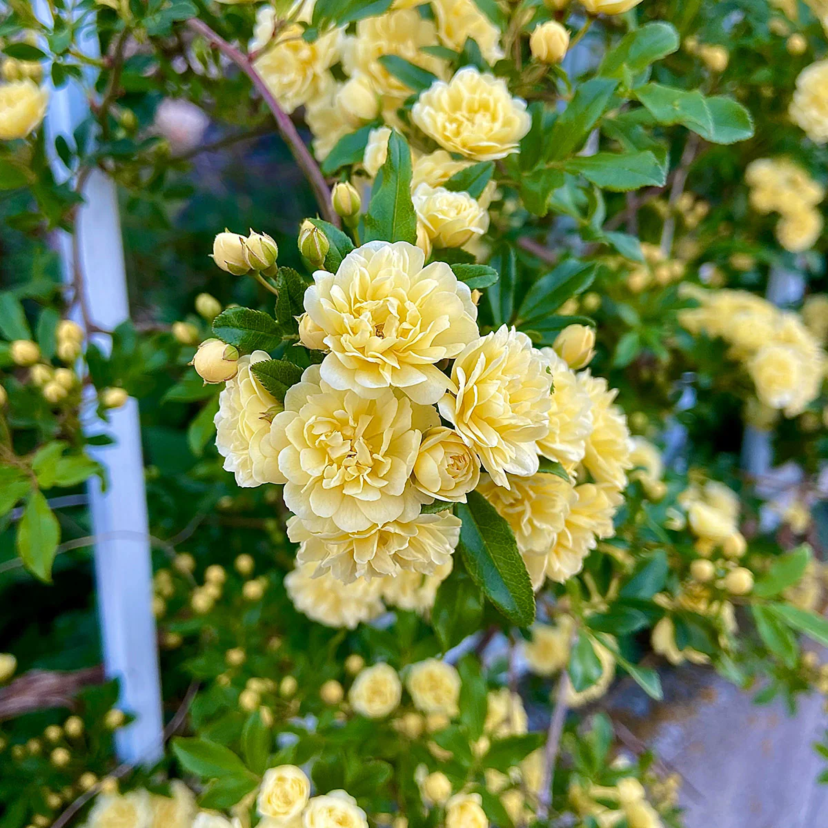 Rose Banksiae Lutea