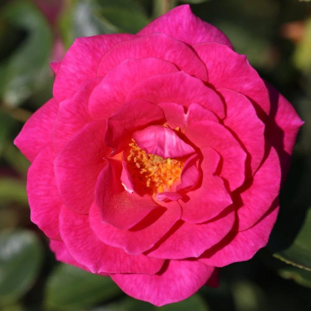 Rose 'Gloriana' - Image 2