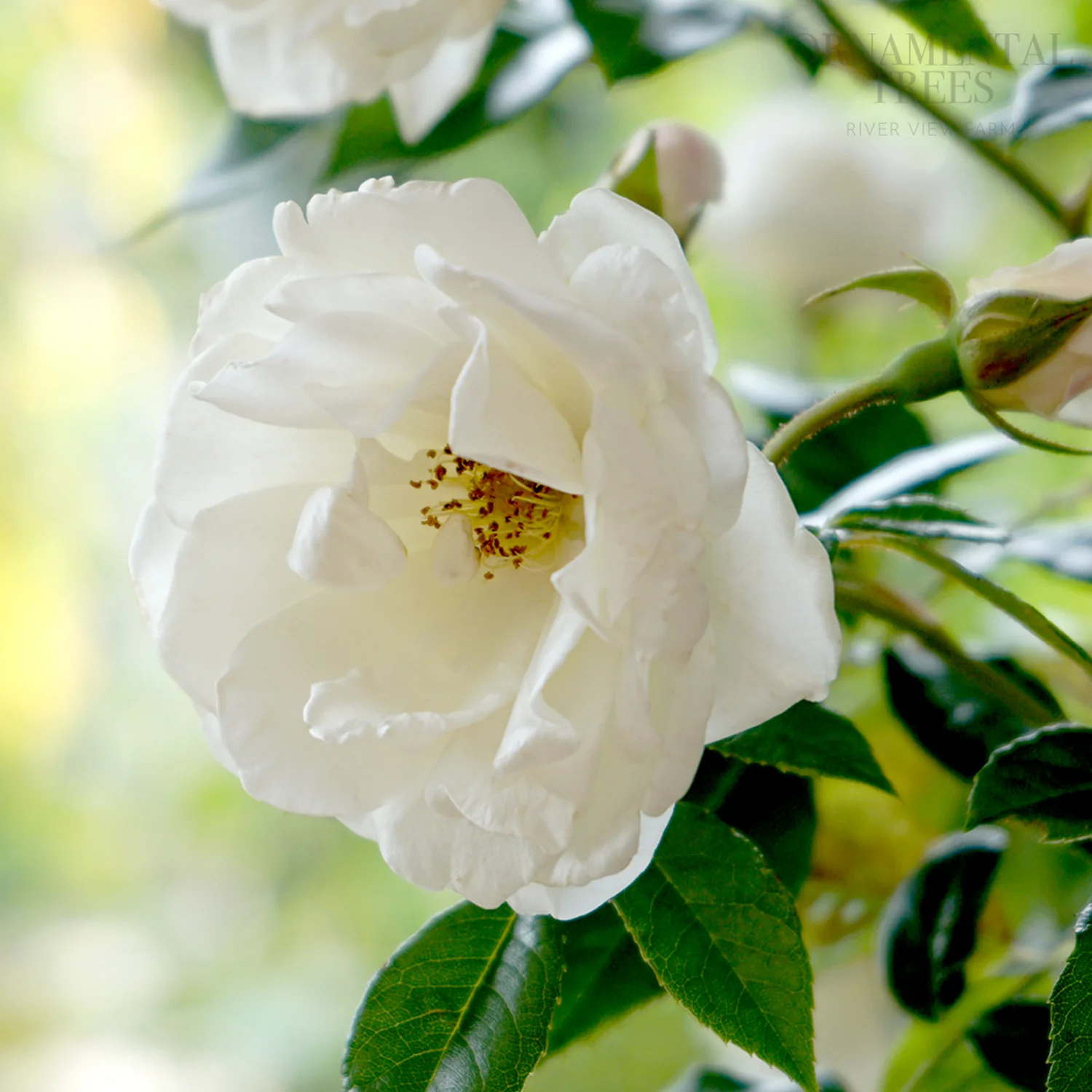 Rose 'Iceberg'