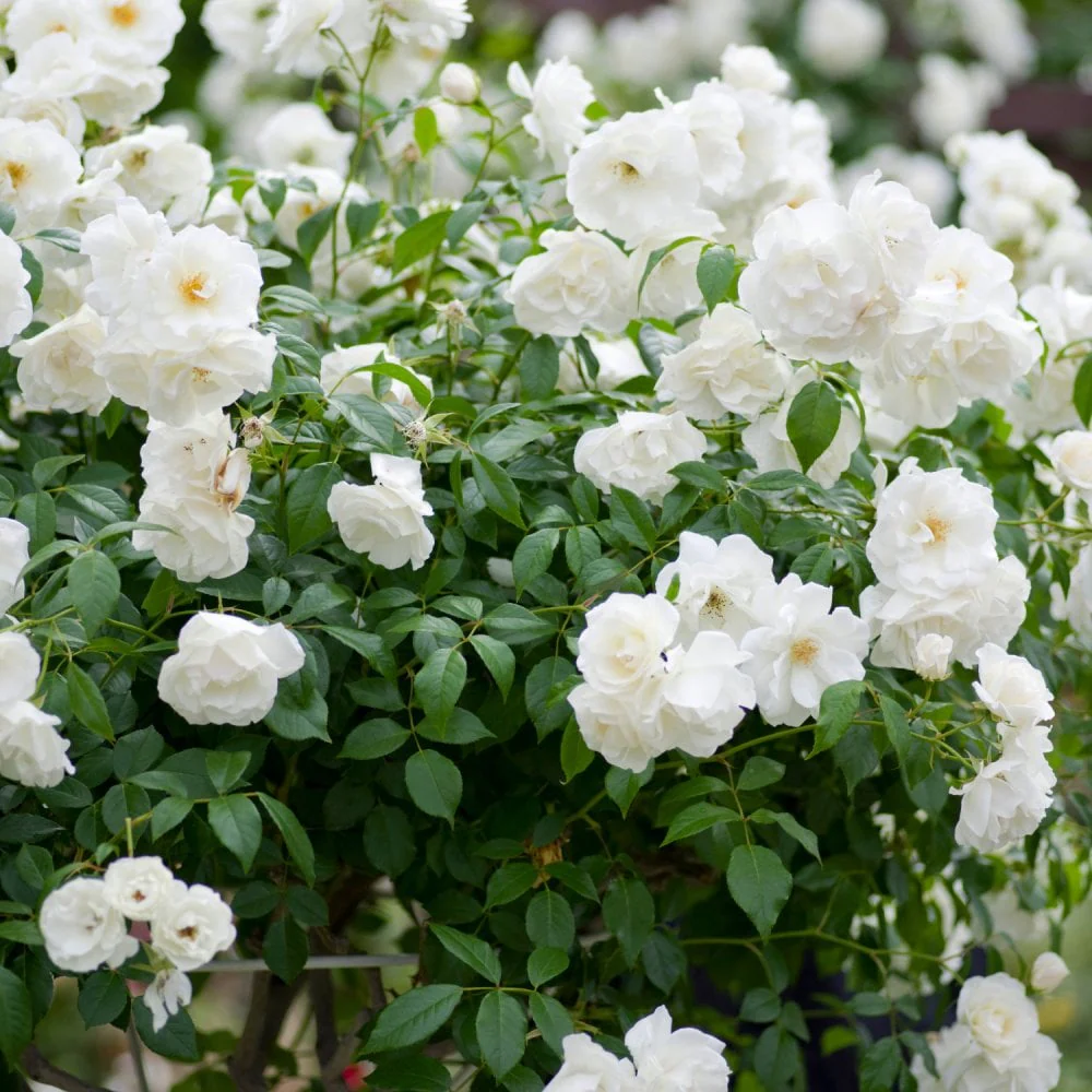 Rose 'Iceberg' - Image 2