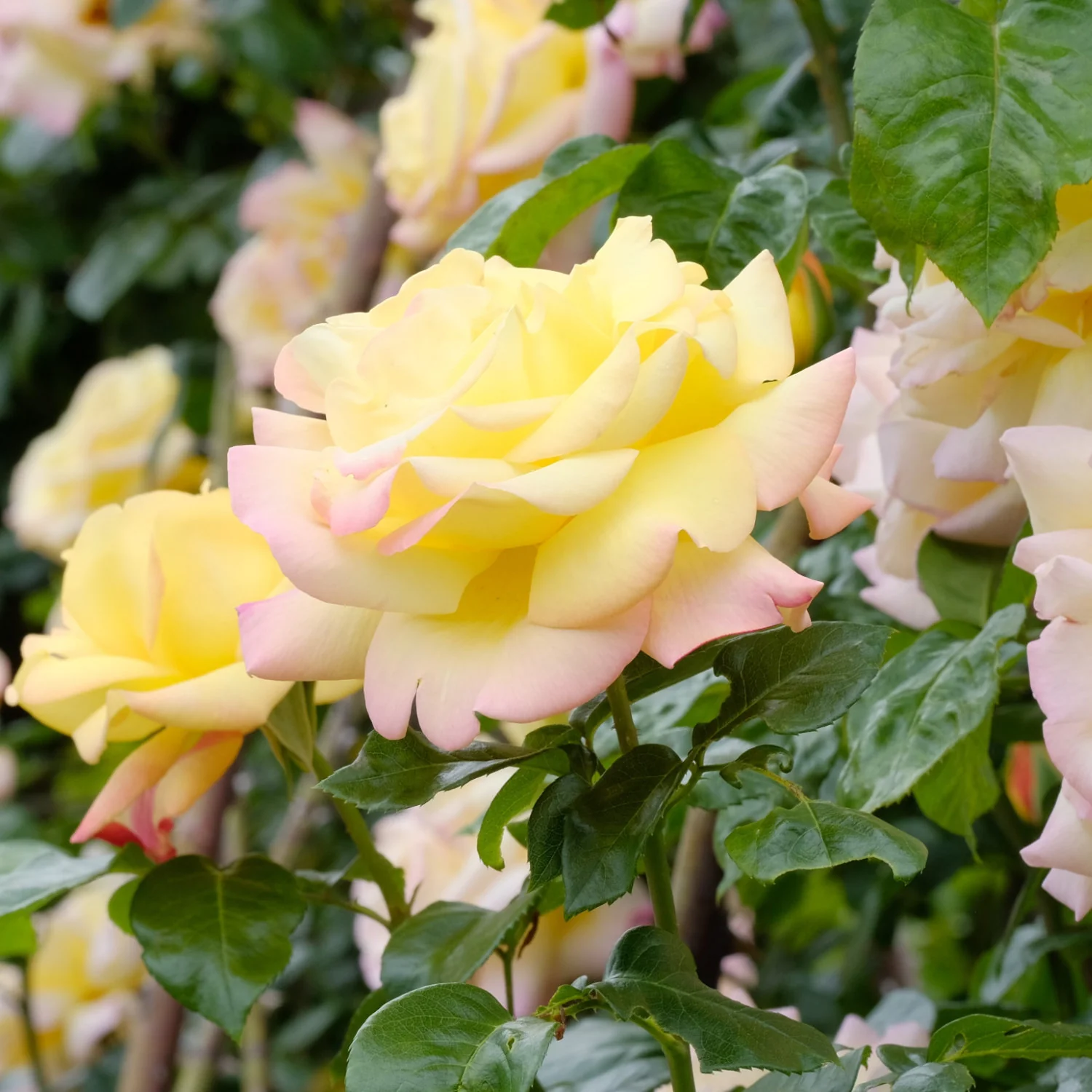 Rose 'Peace' - Image 2