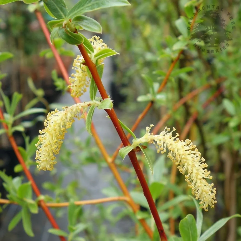 Salix alba var. vitellina 'Yelverton' Tree - Image 3