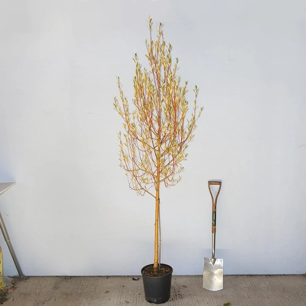 Salix alba var. vitellina 'Yelverton' Tree - Image 4