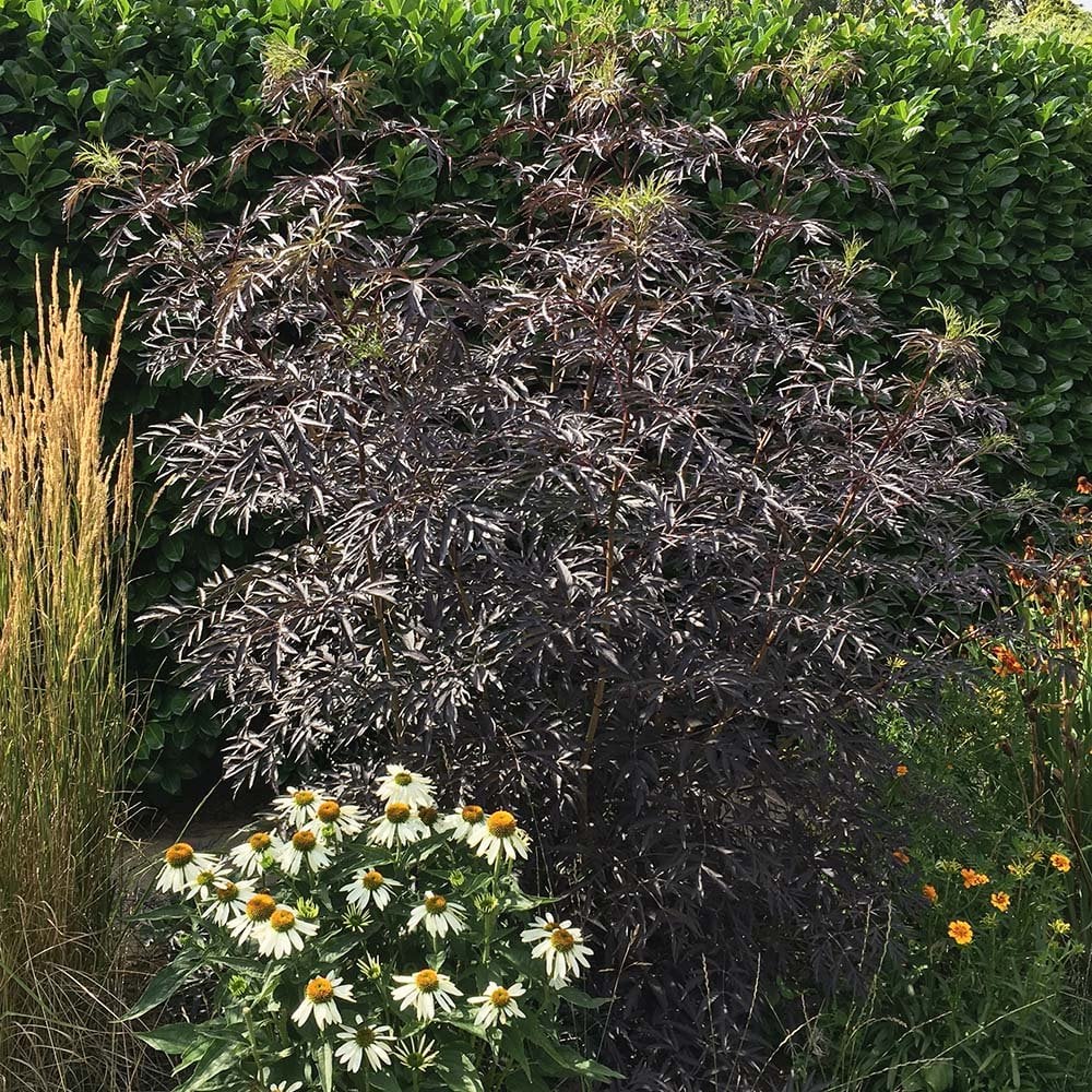 Sambucus nigra 'Black Lace' - Image 2