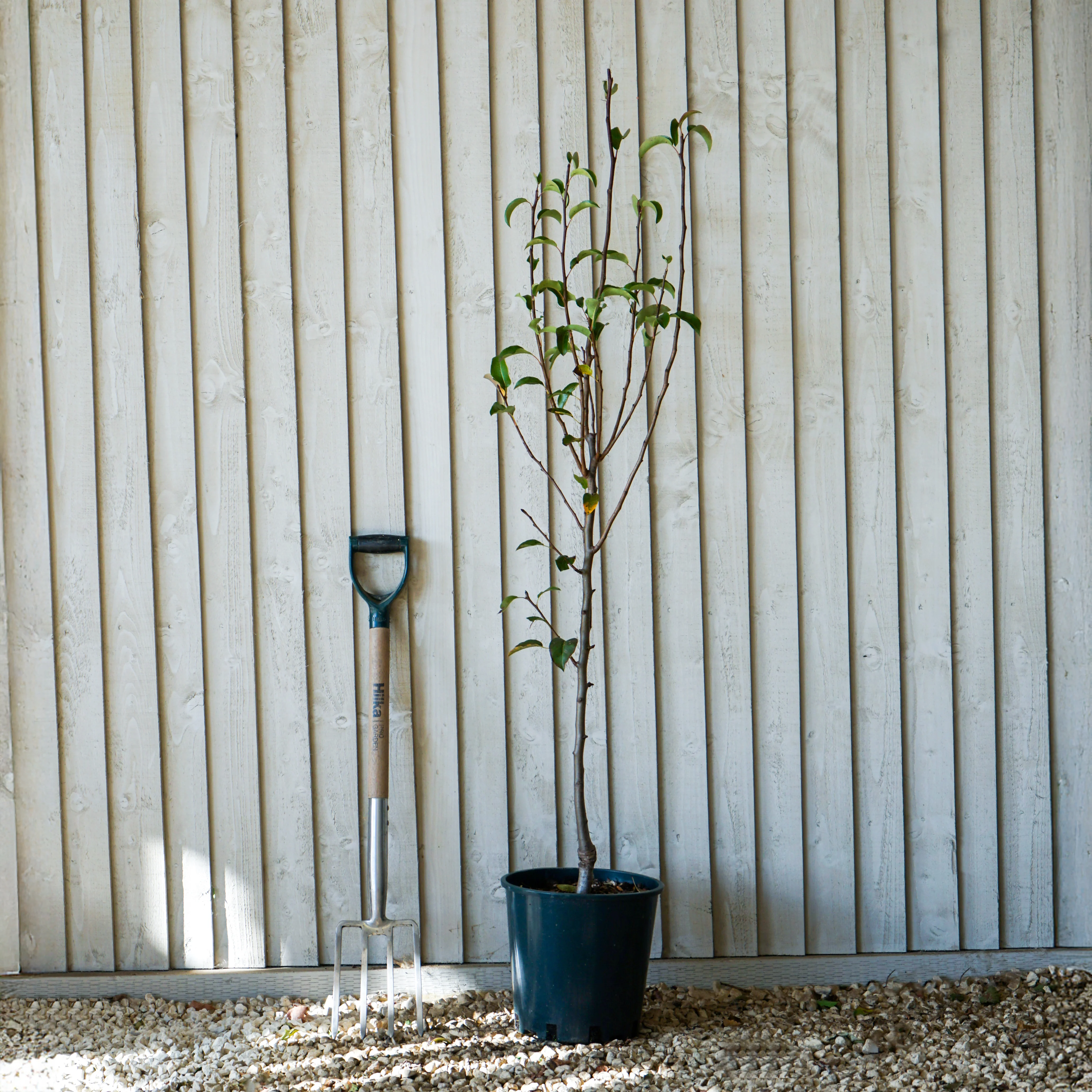 Santa Claus Pear Tree - Image 2