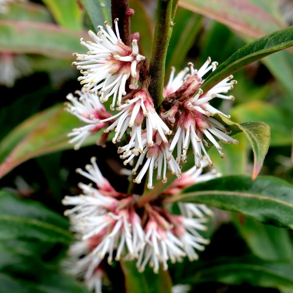 Sarcococca hookeriana 'Purple Stem' Shrub