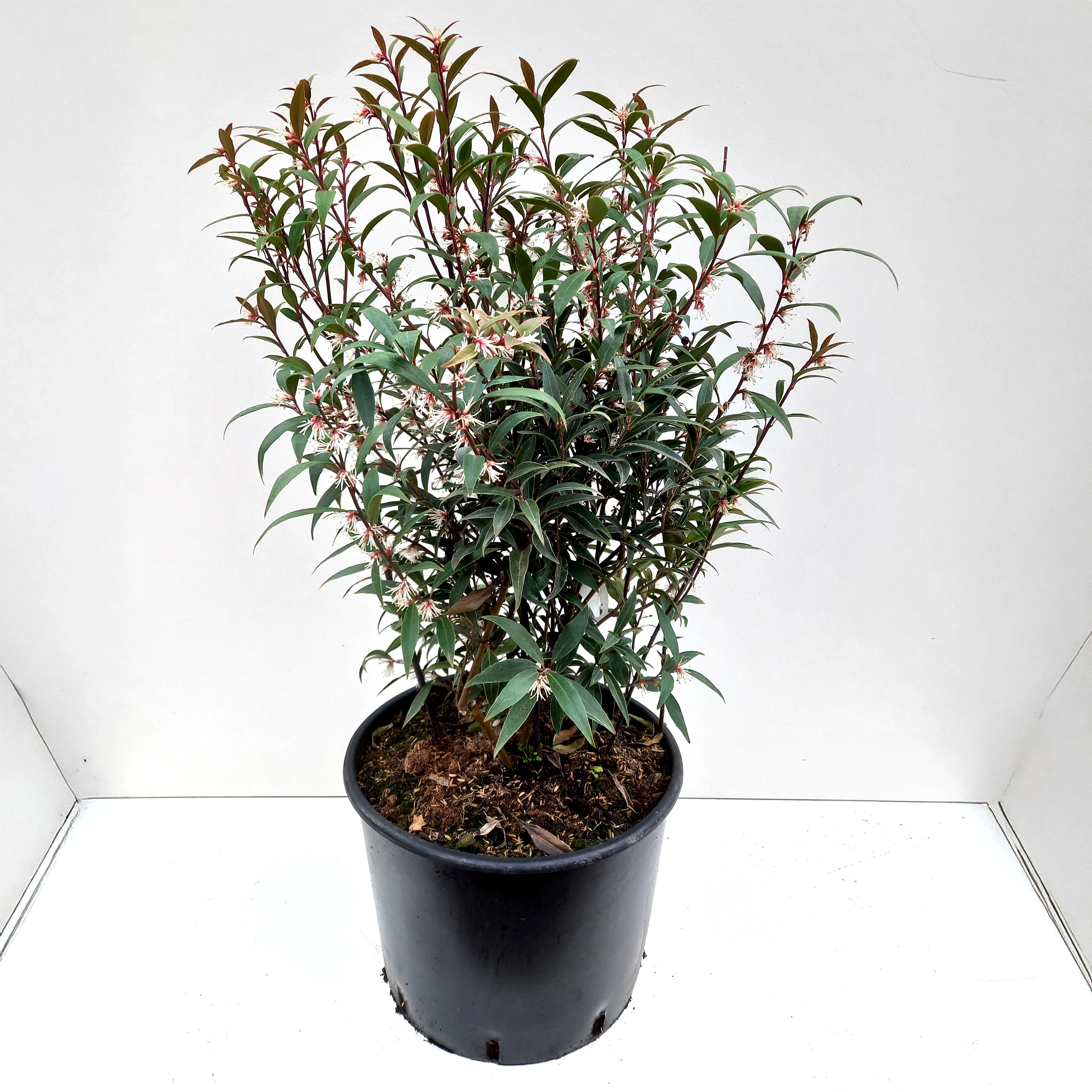 Sarcococca hookeriana 'Purple Stem' Shrub - Image 2