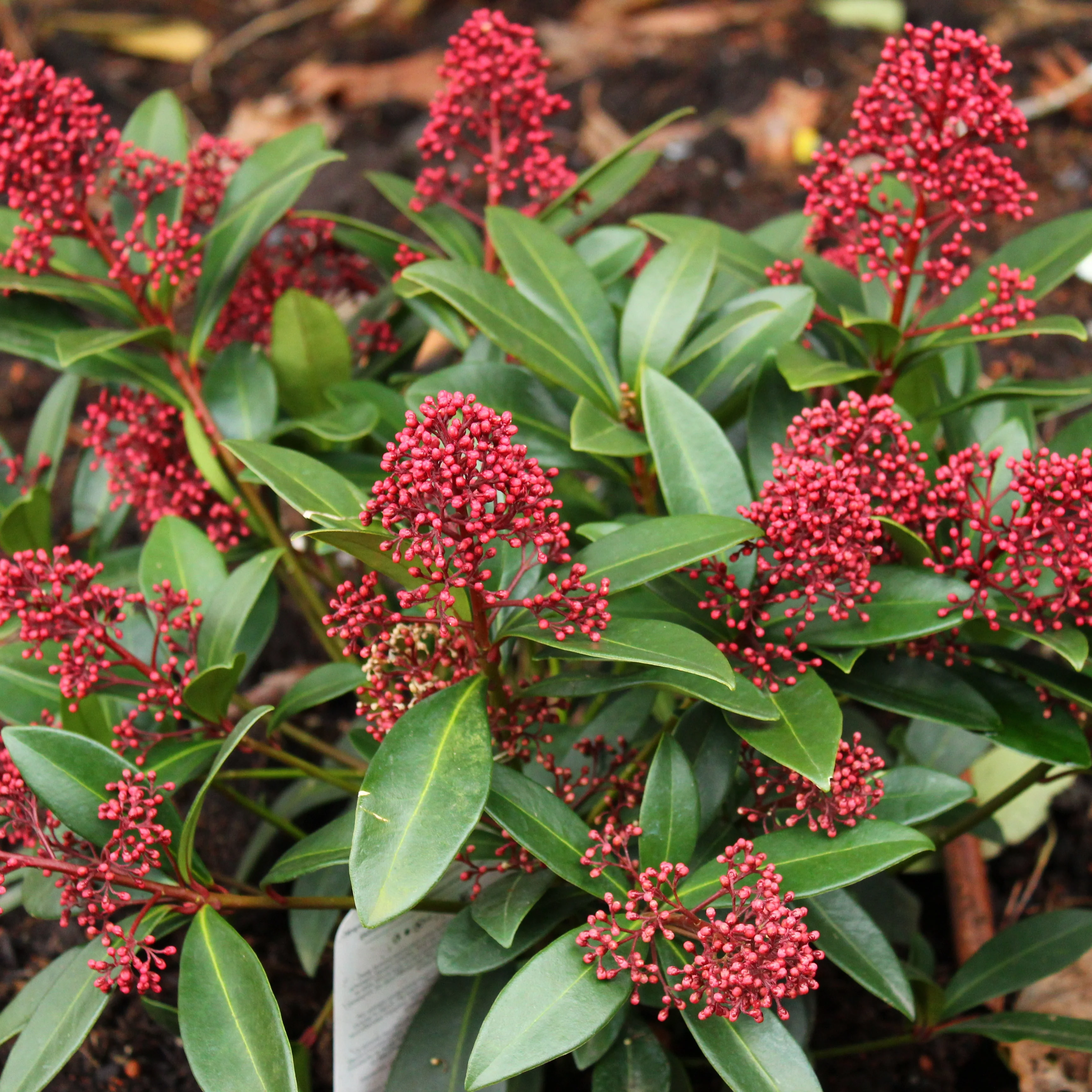 Skimmia japonica 'Rubella' Shrub