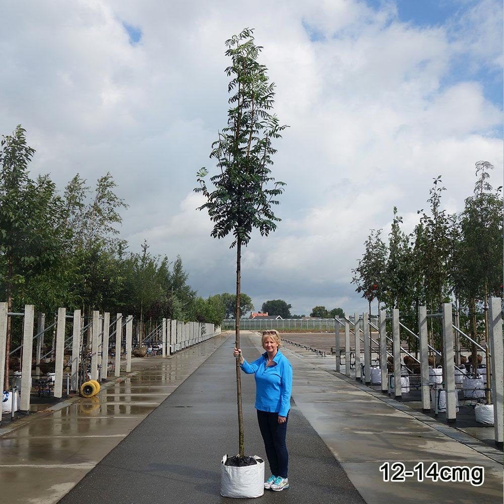 Sorbus aucuparia 'Asplenifolia' Tree - Image 3