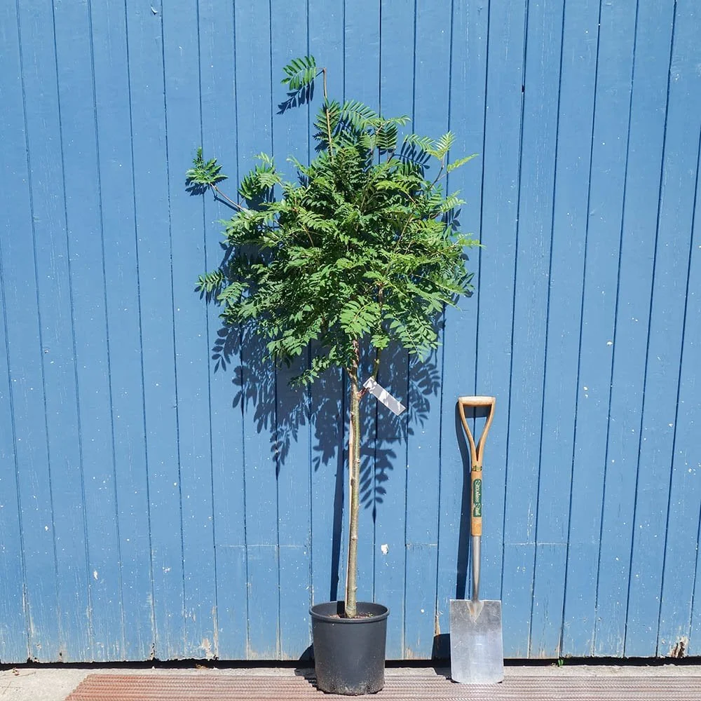 Sorbus aucuparia 'Asplenifolia' Tree - Image 4