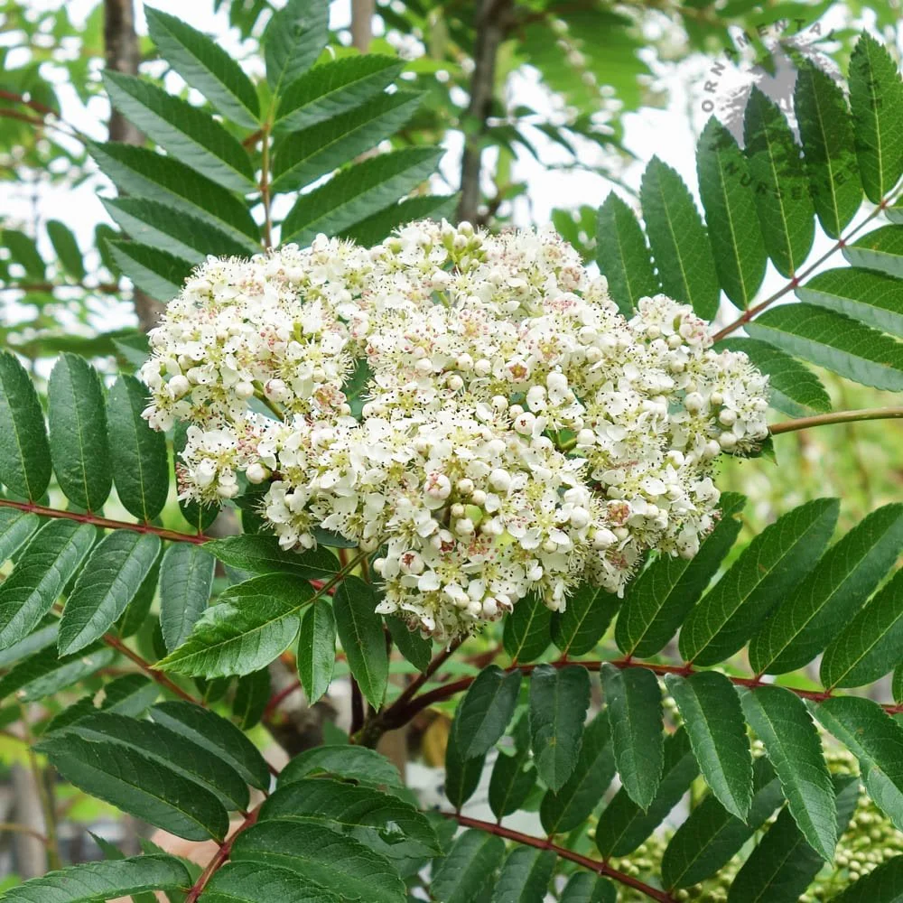 Sorbus aucuparia 'Autumn Spire' Tree - Image 2