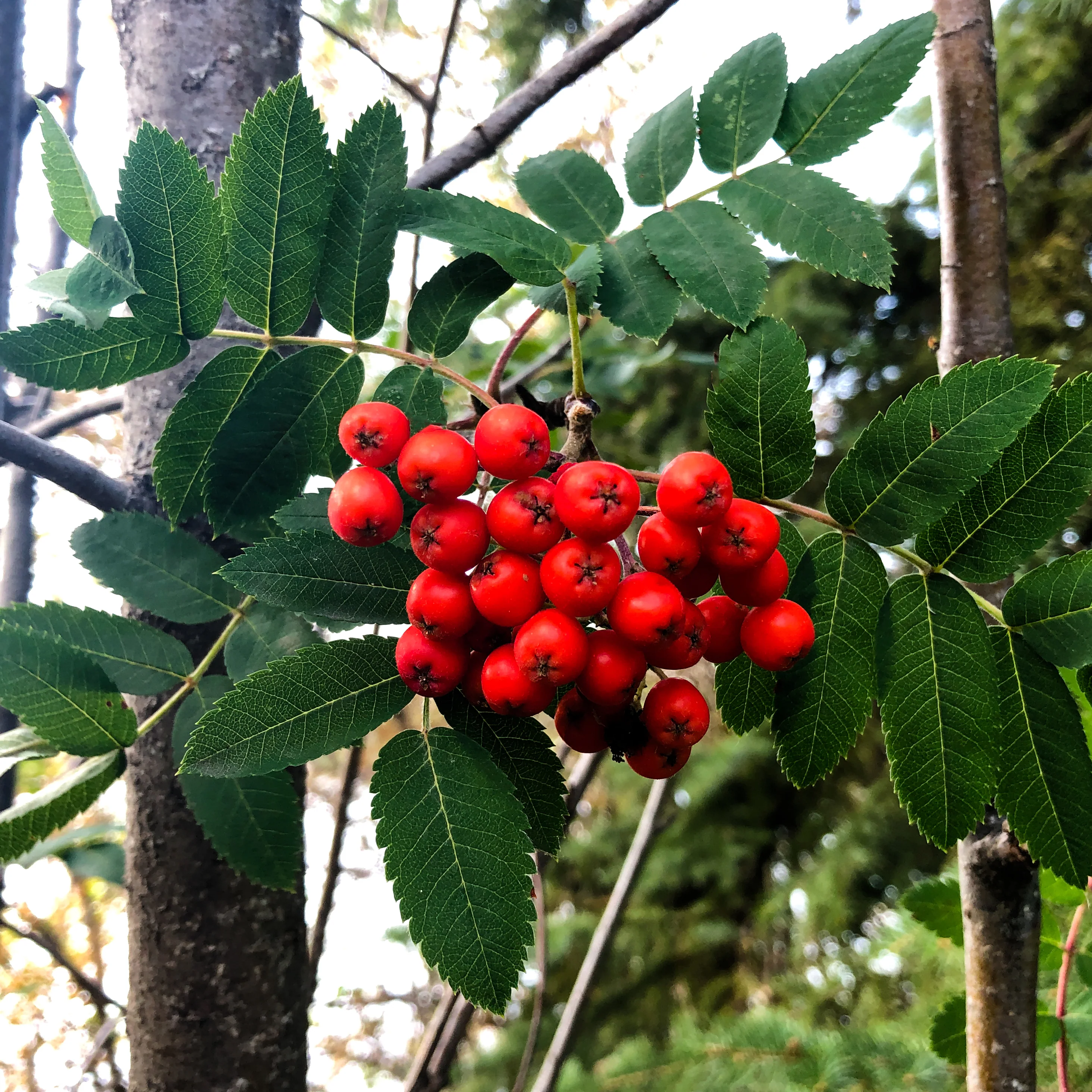 Sorbus aucuparia 'Sheerwater Seedling' Tree