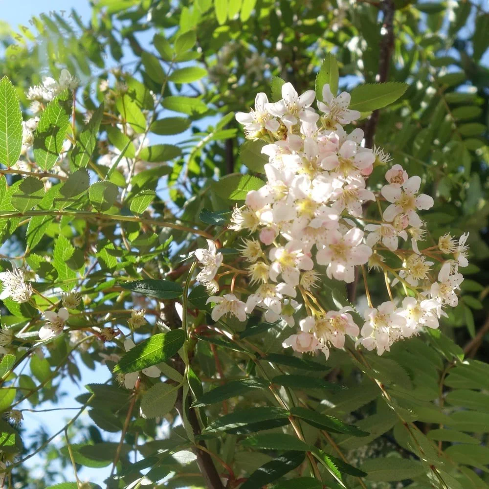 Sorbus cashmiriana Tree - Image 2