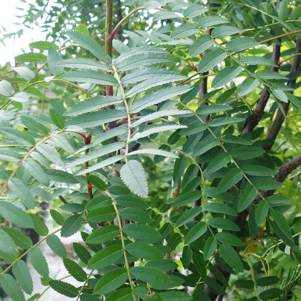 Sorbus cashmiriana Tree - Image 3