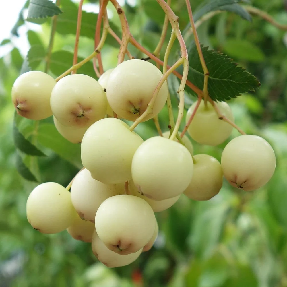 Sorbus cashmiriana Tree - Image 4