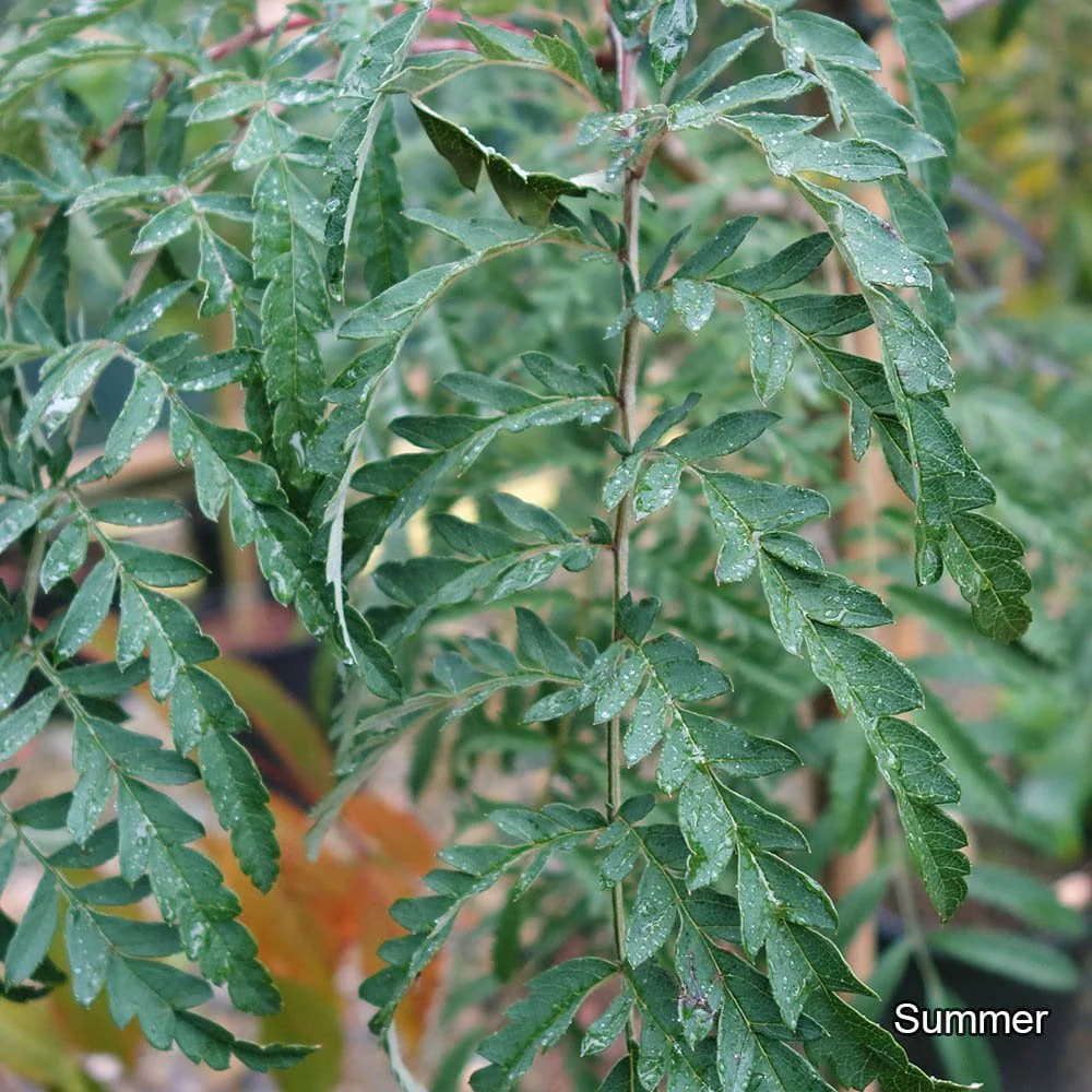 Sorbus 'Chinese Lace' Tree - Image 3