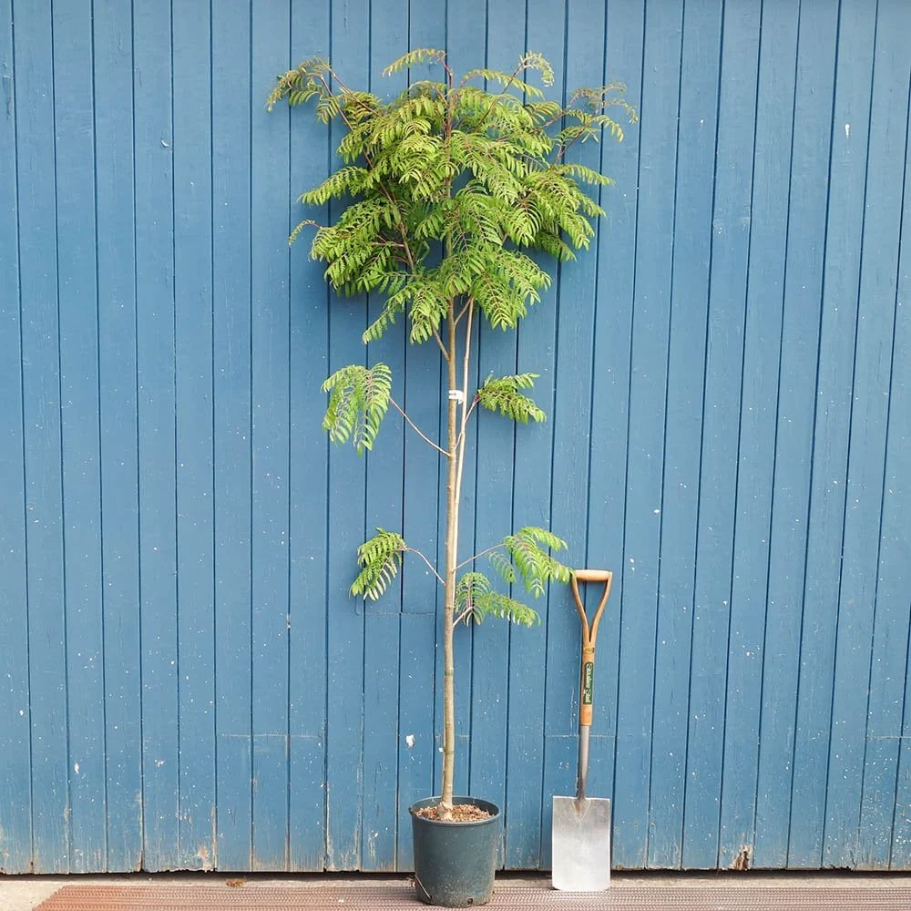 Sorbus 'Chinese Lace' Tree - Image 4