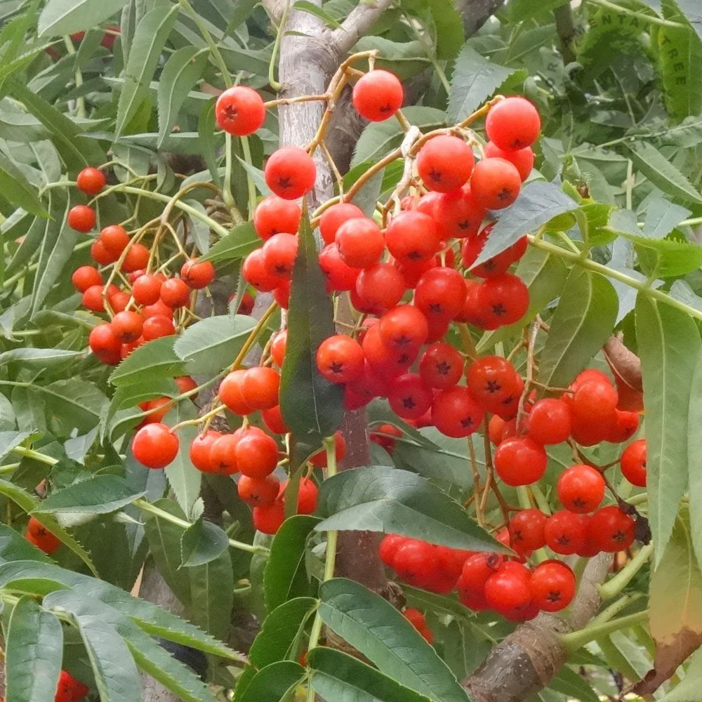 Sorbus commixta 'Embley' Tree - Image 2
