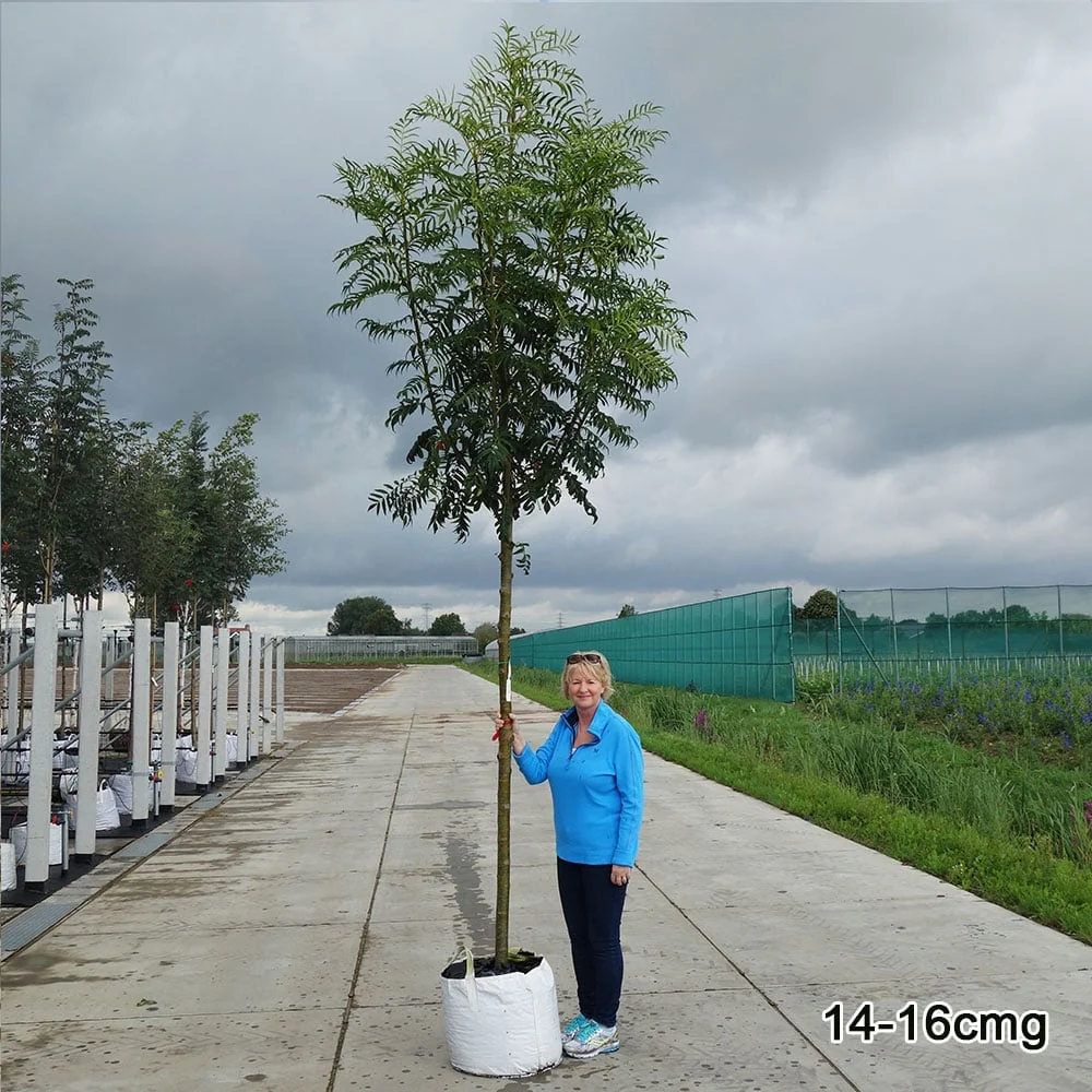 Sorbus commixta 'Olympic Flame' Tree - Image 9