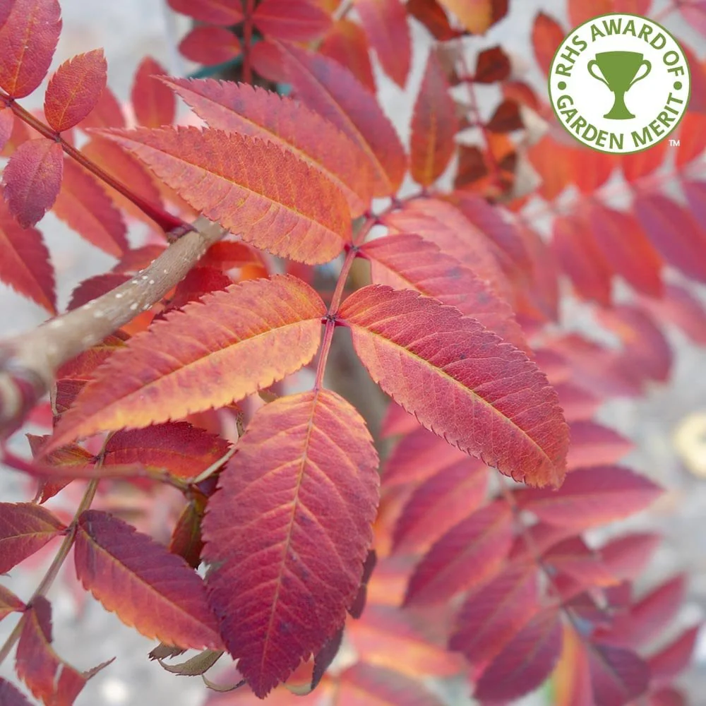 Sorbus 'Copper Kettle' Tree