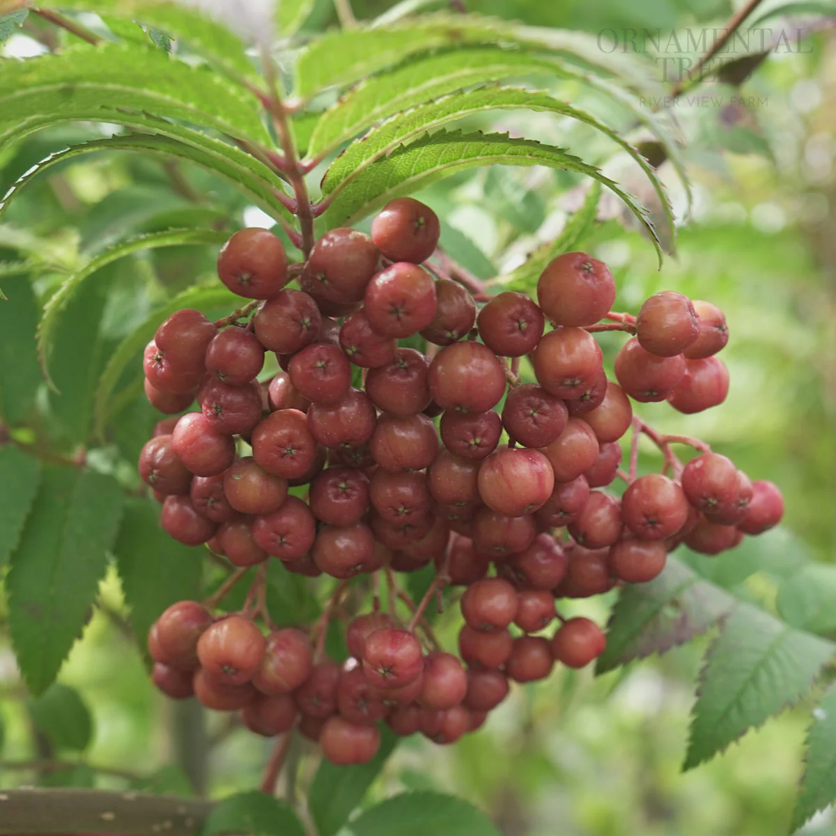 Sorbus 'Copper Kettle' Tree - Image 2