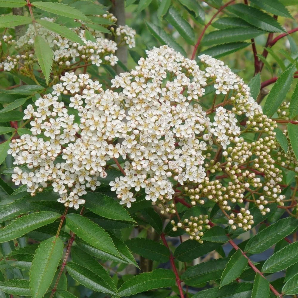 Sorbus 'Eastern Promise' Tree - Image 3