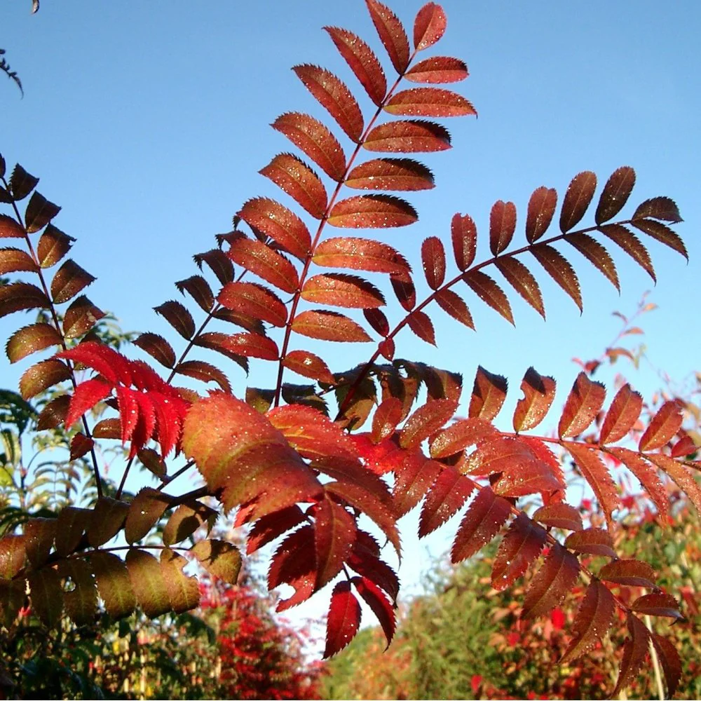 Sorbus 'Eastern Promise' Tree - Image 4